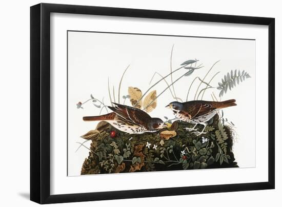 Audubon: Sparrow-John James Audubon-Framed Premium Giclee Print