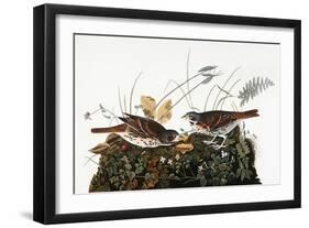 Audubon: Sparrow-John James Audubon-Framed Premium Giclee Print