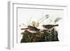 Audubon: Sparrow-John James Audubon-Framed Premium Giclee Print