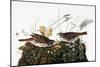 Audubon: Sparrow-John James Audubon-Mounted Premium Giclee Print