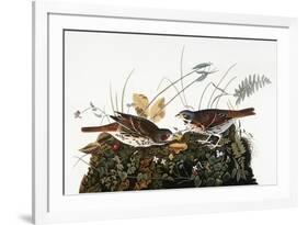 Audubon: Sparrow-John James Audubon-Framed Giclee Print