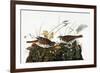 Audubon: Sparrow-John James Audubon-Framed Giclee Print