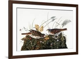 Audubon: Sparrow-John James Audubon-Framed Giclee Print