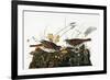 Audubon: Sparrow-John James Audubon-Framed Giclee Print