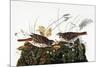 Audubon: Sparrow-John James Audubon-Mounted Giclee Print