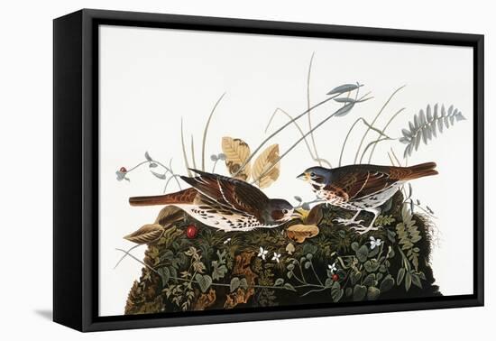 Audubon: Sparrow-John James Audubon-Framed Stretched Canvas