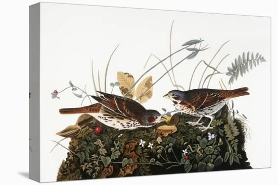 Audubon: Sparrow-John James Audubon-Stretched Canvas
