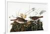 Audubon: Sparrow-John James Audubon-Framed Giclee Print