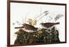 Audubon: Sparrow-John James Audubon-Framed Giclee Print