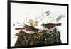 Audubon: Sparrow-John James Audubon-Framed Giclee Print