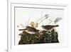 Audubon: Sparrow-John James Audubon-Framed Premium Giclee Print