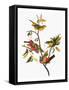 Audubon: Sparrows-John James Audubon-Framed Stretched Canvas