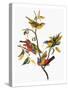 Audubon: Sparrows-John James Audubon-Stretched Canvas