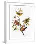 Audubon: Sparrows-John James Audubon-Framed Giclee Print