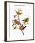 Audubon: Sparrows-John James Audubon-Framed Giclee Print