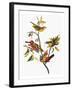 Audubon: Sparrows-John James Audubon-Framed Giclee Print