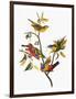 Audubon: Sparrows-John James Audubon-Framed Giclee Print