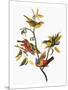 Audubon: Sparrows-John James Audubon-Mounted Giclee Print