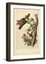 Audubon Squirrel IV-John James Audubon-Framed Art Print