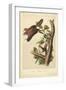 Audubon Squirrel IV-John James Audubon-Framed Art Print