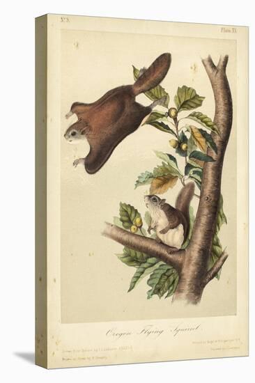 Audubon Squirrel IV-John James Audubon-Stretched Canvas