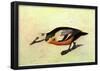 Audubon Stellers Eider Bird Art Poster Print-null-Framed Poster