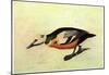 Audubon Stellers Eider Bird Art Poster Print-null-Mounted Poster