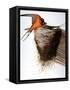 Audubon: Swallow-John James Audubon-Framed Stretched Canvas