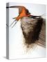 Audubon: Swallow-John James Audubon-Stretched Canvas