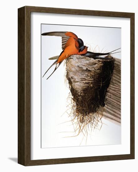 Audubon: Swallow-John James Audubon-Framed Giclee Print