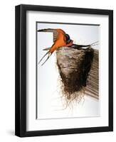 Audubon: Swallow-John James Audubon-Framed Giclee Print