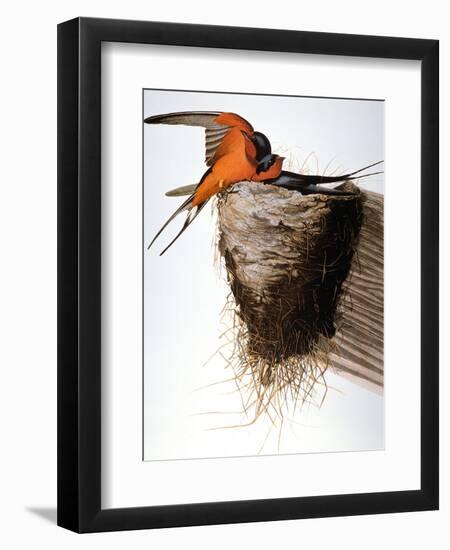 Audubon: Swallow-John James Audubon-Framed Giclee Print