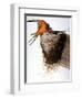 Audubon: Swallow-John James Audubon-Framed Giclee Print