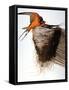 Audubon: Swallow-John James Audubon-Framed Stretched Canvas