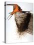 Audubon: Swallow-John James Audubon-Stretched Canvas