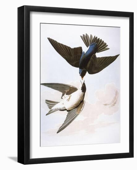 Audubon: Swallows, 1827-38-John James Audubon-Framed Giclee Print