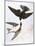 Audubon: Swallows, 1827-38-John James Audubon-Mounted Giclee Print