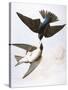 Audubon: Swallows, 1827-38-John James Audubon-Stretched Canvas