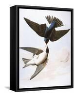 Audubon: Swallows, 1827-38-John James Audubon-Framed Stretched Canvas