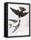 Audubon: Swallows, 1827-38-John James Audubon-Framed Stretched Canvas