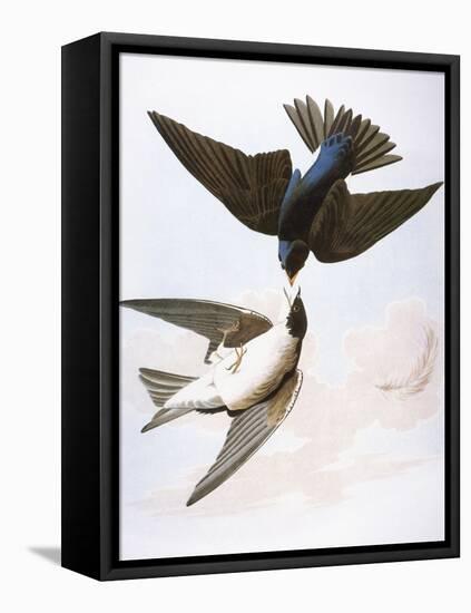 Audubon: Swallows, 1827-38-John James Audubon-Framed Stretched Canvas