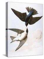 Audubon: Swallows, 1827-38-John James Audubon-Stretched Canvas