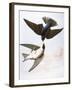 Audubon: Swallows, 1827-38-John James Audubon-Framed Giclee Print