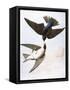 Audubon: Swallows, 1827-38-John James Audubon-Framed Stretched Canvas