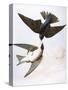 Audubon: Swallows, 1827-38-John James Audubon-Stretched Canvas