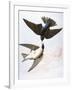 Audubon: Swallows, 1827-38-John James Audubon-Framed Giclee Print