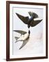 Audubon: Swallows, 1827-38-John James Audubon-Framed Giclee Print