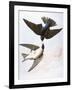 Audubon: Swallows, 1827-38-John James Audubon-Framed Giclee Print