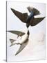 Audubon: Swallows, 1827-38-John James Audubon-Stretched Canvas