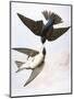 Audubon: Swallows, 1827-38-John James Audubon-Mounted Giclee Print